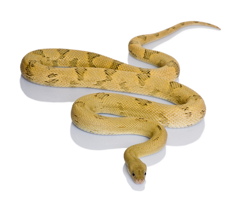 Transpecos Rat Snake For Sale, Transpecos Rat Snake For Sale Cheap, Transpecos Rat Snake For Sale Near Me, Transpecos Rat Snake For Sale Europe, Transpecos Rat Snake For Sale Canada, Transpecos Rat Snake For Sale Uk